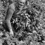 788 GARDENER. VALLE DI CADORE, ITALY